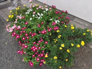ひまわりどころかコスモスまでも・・・。 ひまわりどころかコスモスまでも・・・。