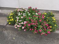 ひまわりどころかコスモスまでも・・・。
