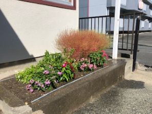 紅葉??? 紅葉???