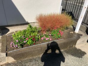 紅葉??? 紅葉???