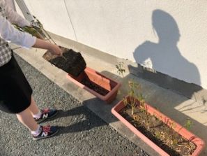 さよなら唐辛子( `ー´)ノ さよなら唐辛子( `ー´)ノ